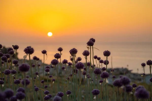 Wild Garlic Flowers Tremiti Islands Italy — Stock Photo, Image