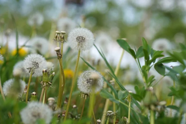 Närbild Vackra Vita Fluffiga Maskrosor Ett Fält — Stockfoto