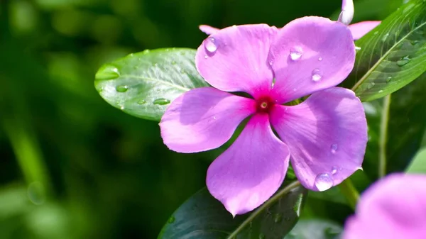 Капли Дождя Розовые Цветы Садабахара Сезон Дождей — стоковое фото