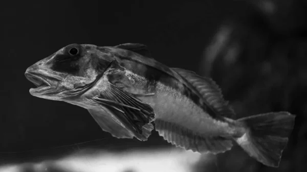 Een Grijsschaal Van Een Vis Onder Water — Stockfoto