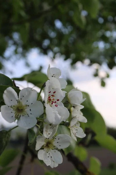 Gros Plan Une Branche Poire Fleurs Avec Des Fleurs Blanches — Photo