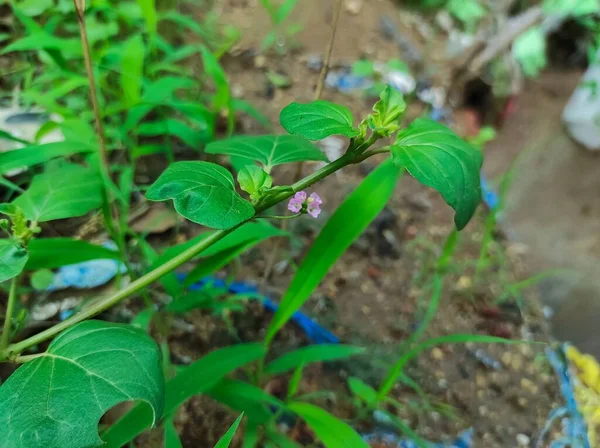 Ein Schöner Schuss Punarnava Blume Ayurvedische Medizin Pflanze — Stockfoto