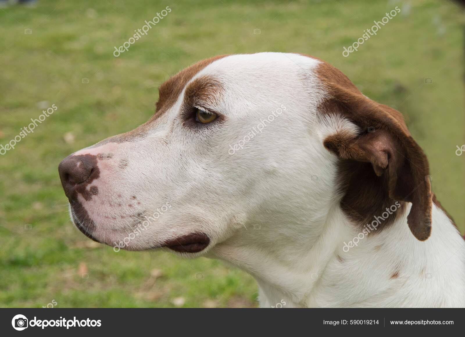 Closeup Pit Bull Mix Breed Dog Ready Adoption — Stock Photo