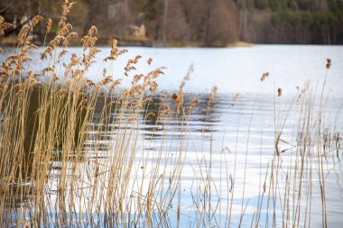 Bulanık bir arka planda, gölde yetişen kuru bir bitki.