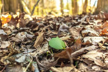 Kuru sonbahar yapraklarıyla çevrili tek bir yeşil yaprağın yakın çekimi.