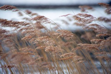 Bulanık arka planda rüzgarda kurumuş otlar.