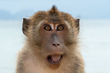 Ağzı açık güzel bir maymunun yakın plan fotoğrafı.