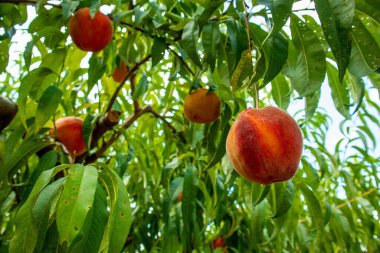 Ağaçta yetişen olgun şeftalilerin yakın çekimi.