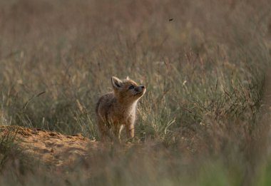 Çimenlerde seçici bir tilki (Vulpes makrotis).