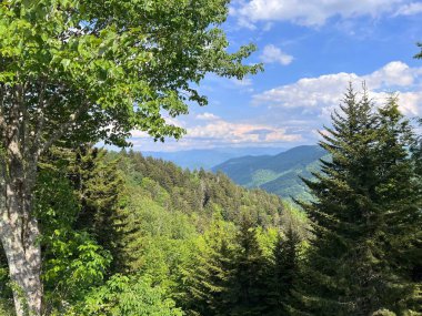Güneşli Smokie Dağları manzarası, Tennesse, ABD