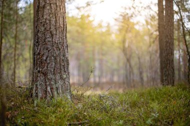Bokeh arka planında bir ormanda büyük bir ağaç gövdesi.