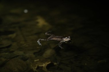 Geceleri göldeki bir kurbağanın sığ odak noktası.