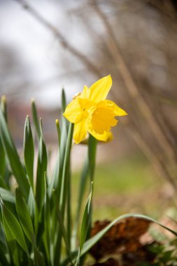 Bulanık arkaplanda yeşil yapraklarla çiçek açan nergis çiçeğinin dikey görüntüsü.