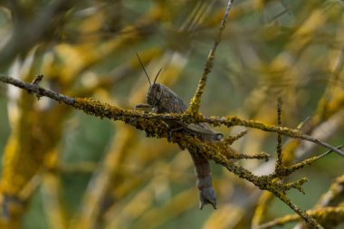Bitki dalında bir çekirge