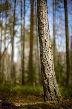 Bokeh arka planında bir ormanda bir ağacın dikey görüntüsü.
