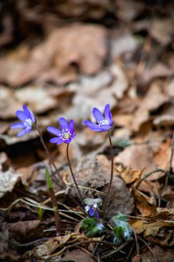 Bulanık arkaplanda çiçek açan ortak hepatika çiçeklerinin dikey çekimi
