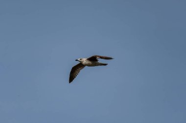 Mavi gökyüzünde uçan pomarine jaeger manzarası.