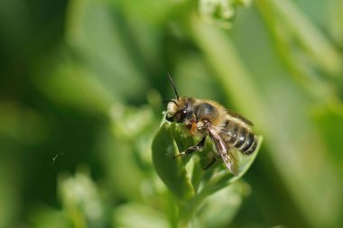 Willughby 'nin yapraklı erkek arısı Megachile Willughbiella' nın, bahçede yeşil bir yaprağın üzerinde otururken çekilmiş detaylı görüntüleri.
