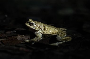 Geceleri göldeki bir kurbağanın sığ odak noktası.