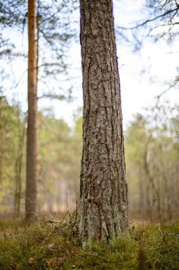 Arka planda bulanık bir ormanda bir ağacın dikey görüntüsü.