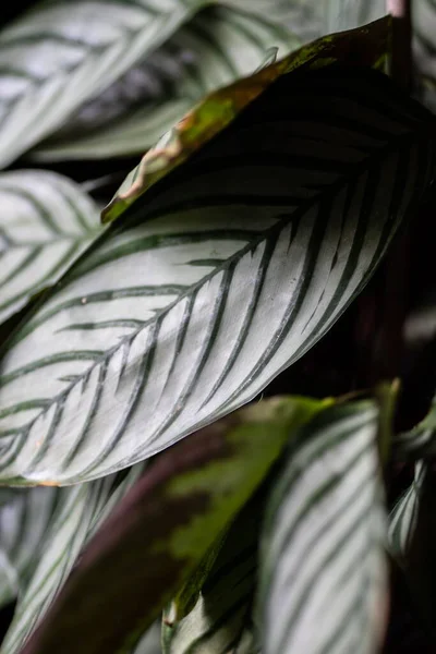 Sebuah Menutup Daun Tanaman Hijau — Stok Foto