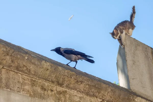 Chat Essayant Attraper Corbeau Sur Mur — Photo