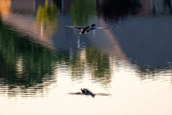 Gölün Üzerinde Uçan Bir Ördeğin Yansıması — Stok fotoğraf