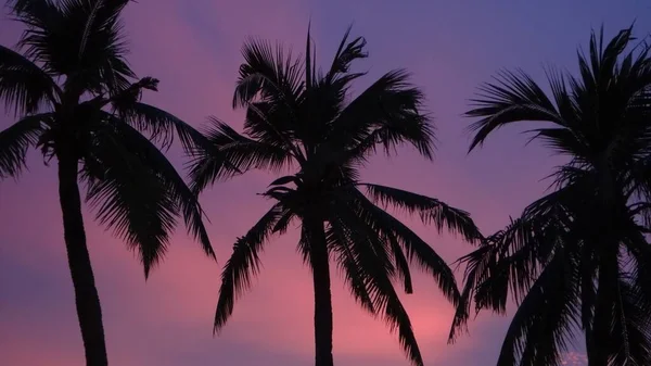 Eine Silhouettenaufnahme Von Palmen Unter Violettem Himmel Bei Sonnenuntergang Auf — Stockfoto