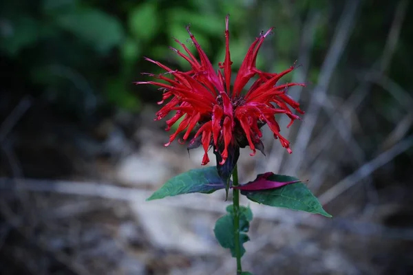 Eine Nahaufnahme Einer Schönen Rot Blühenden Monarda Blume Auf Verschwommenem — Stockfoto