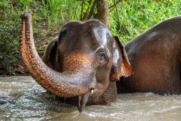 Elefante Marrón Bebé Río Bebiendo Agua Mirando Cámara — Foto de Stock