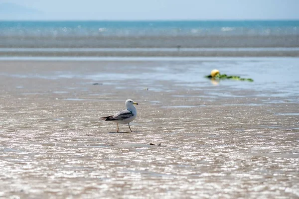 Seagull Standing Beach Sea Blurred Background — Stock Photo, Image