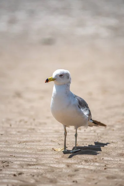 Seagull Standing Sands Sunlight Blurred Background — Stock Photo, Image