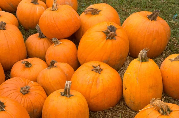 Primer Plano Calabazas Recién Cosechadas Suelo — Foto de Stock