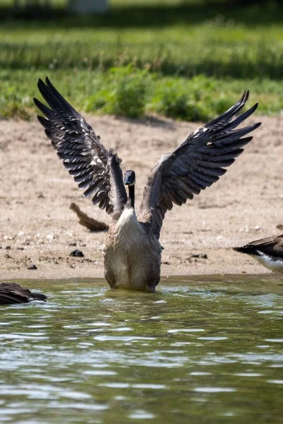Вертикальный Снимок Красивого Черного Лебедя Открытыми Крыльями Озере — стоковое фото