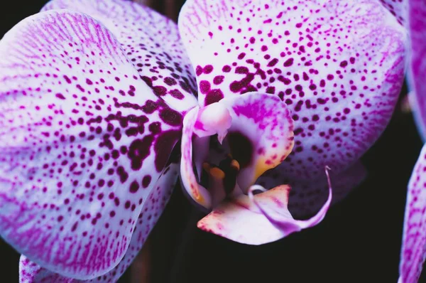 Macro Photo Une Orchidée — Photo