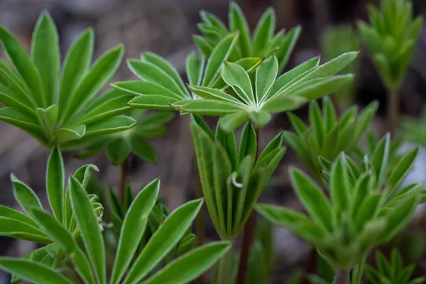 Vacker Bild Storbladig Lupin Blomma Blad — Stockfoto