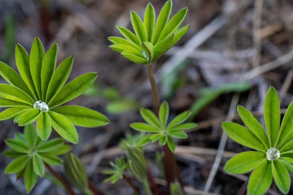 Beau Cliché Une Fleur Lupin Grandes Feuilles — Photo