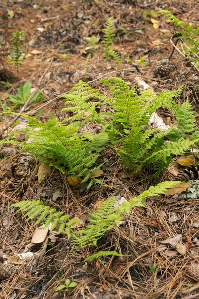 Vertical Shot Young Fern Plants Ground Forest — Stock Photo, Image