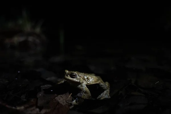 一只青蛙夜间在池塘里的浅浅的焦距镜头 — 图库照片