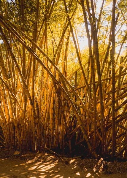 Vertikální Záblesk Jasu Slunce Skrz Kmeny Bambusového Lesa Proti Modré — Stock fotografie
