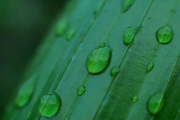 Macro Shot Water Droplets Green Leaf — Stock Photo, Image