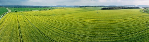 Uma Bela Vista Aérea Campo Raps Verde Uma Manhã Ensolarada — Fotografia de Stock