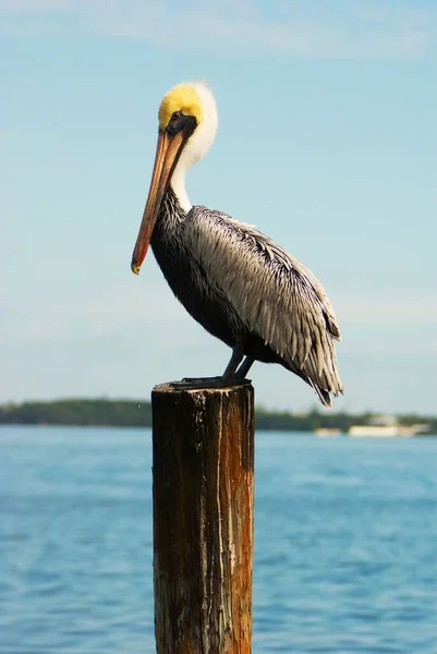 Eine Vertikale Aufnahme Eines Pelikanvogels Der Auf Einem Holzpfosten Hockt — Stockfoto