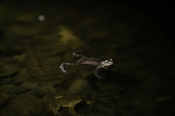 Geceleri Göldeki Bir Kurbağanın Sığ Odak Noktası — Stok fotoğraf