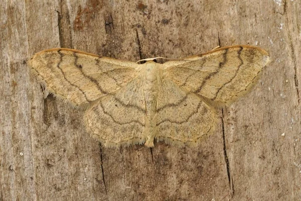 Riband Dalga Geometre Güvesine Yakın Idaea Aversata Tahta Üzerinde Açık — Stok fotoğraf