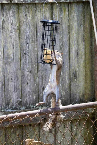 Tiro Vertical Esquilo Pendurado Alimentador Tentando Chegar Comida Dentro Jardim — Fotografia de Stock