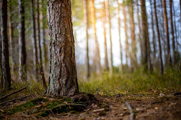 Bokeh Arka Planında Bir Ormanda Büyük Bir Ağaç Gövdesi — Stok fotoğraf