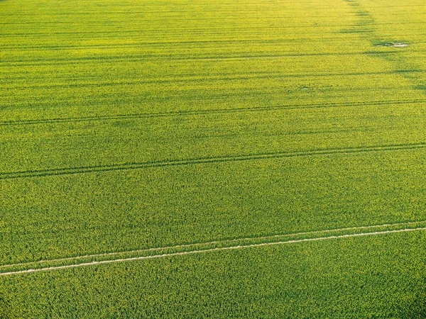 Eine Schöne Luftaufnahme Des Grünen Rapsfeldes Einem Sonnigen Morgen — Stockfoto