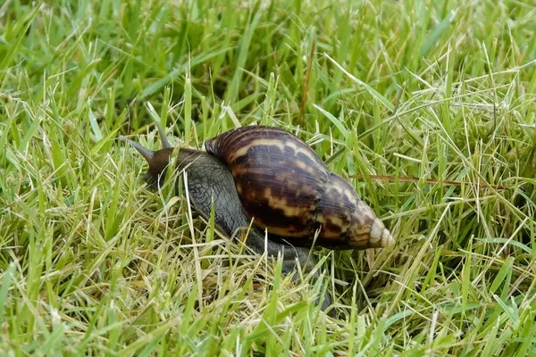 Een Close Shot Van Een Slak Het Gras — Stockfoto