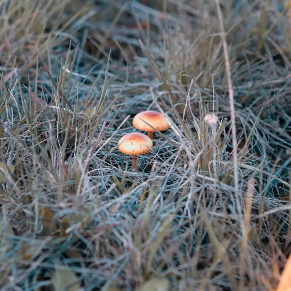 Tiro Close Cogumelos Selvagens Prado Primavera — Fotografia de Stock